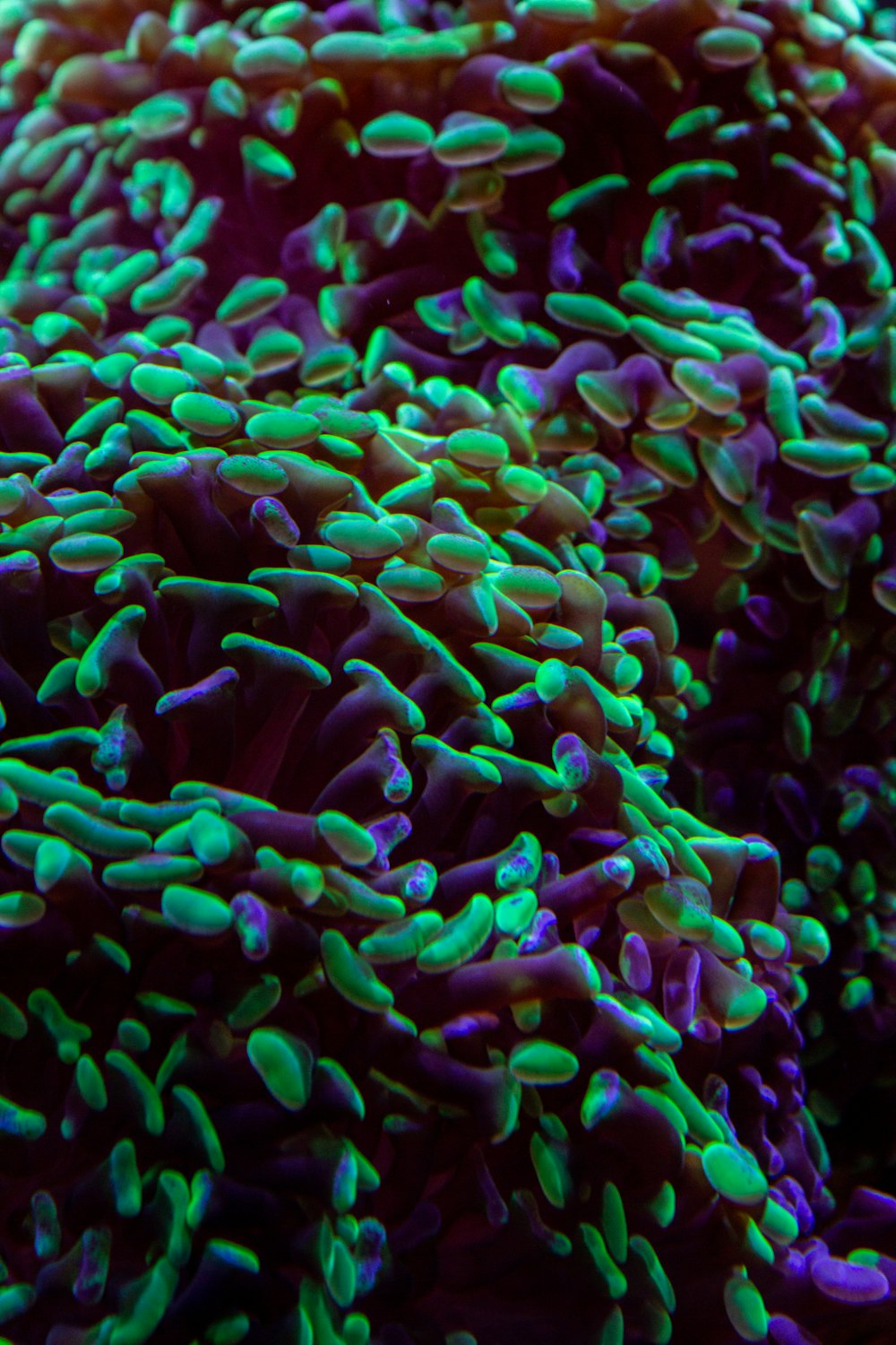 a close up of a purple and green coral