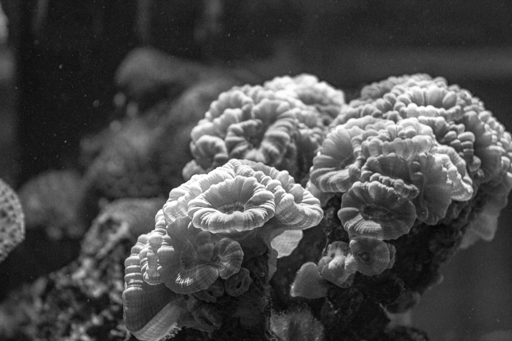 a black and white photo of some corals