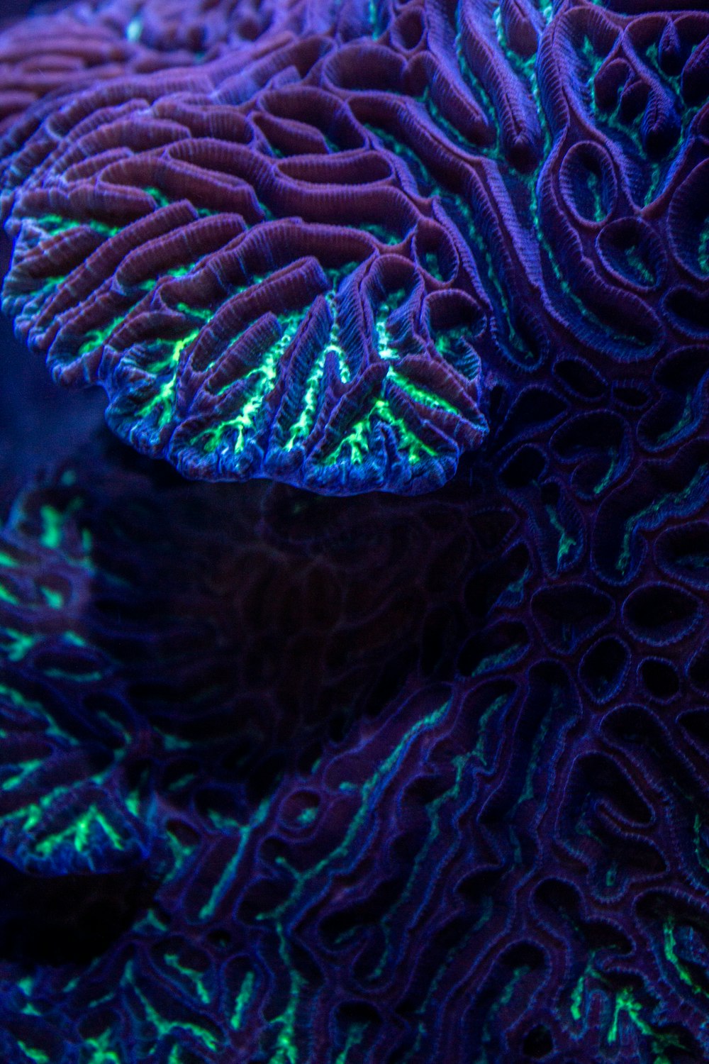 a close up of a purple and green coral