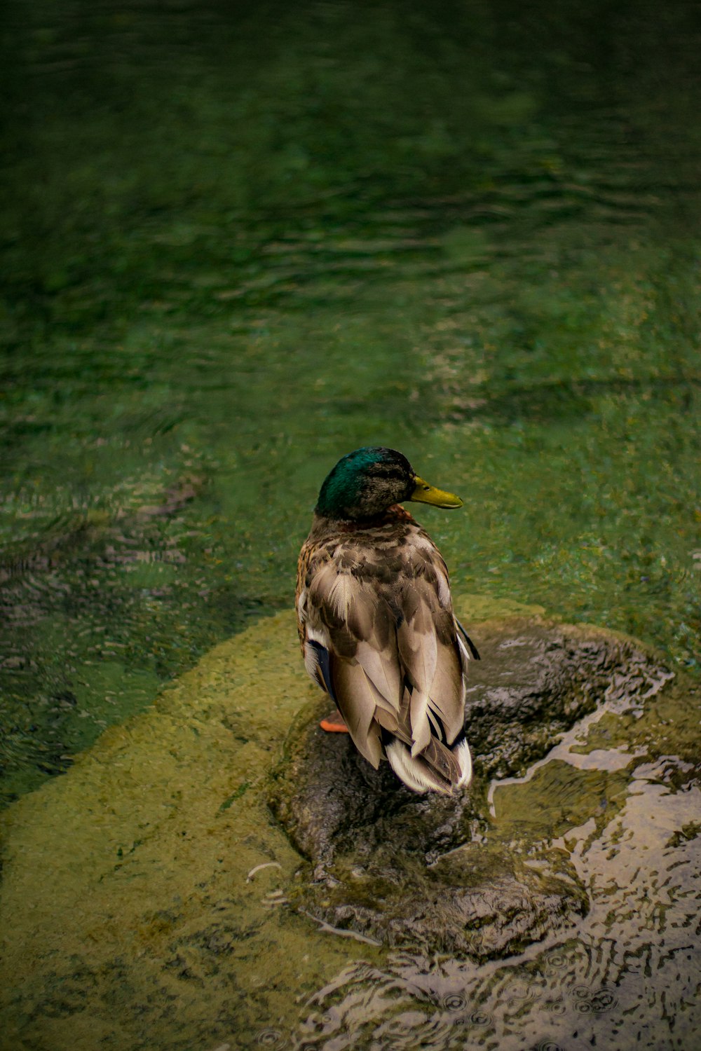 a duck sitting on top of a rock next to a body of water