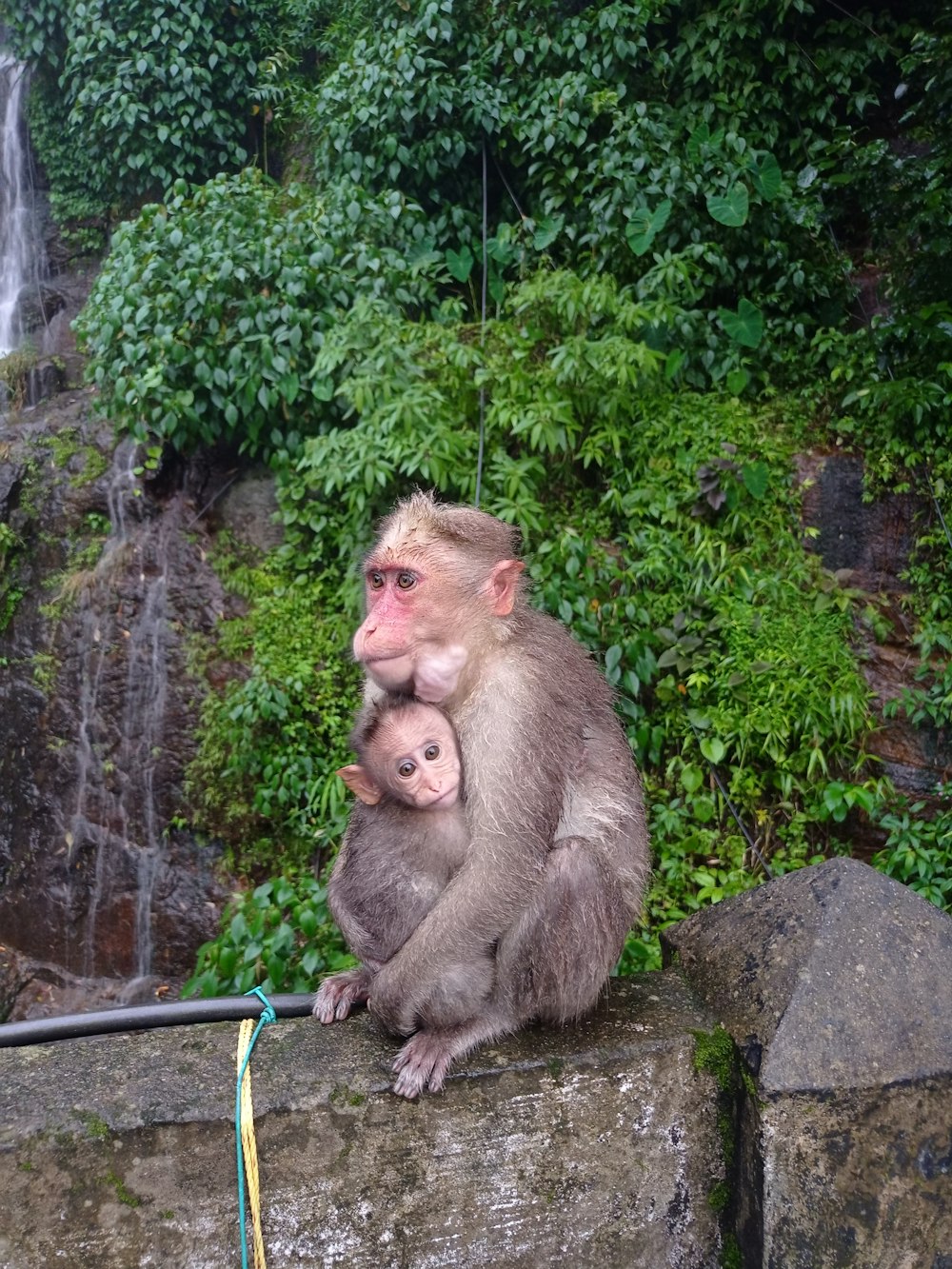 a monkey sitting on a rock with a baby monkey