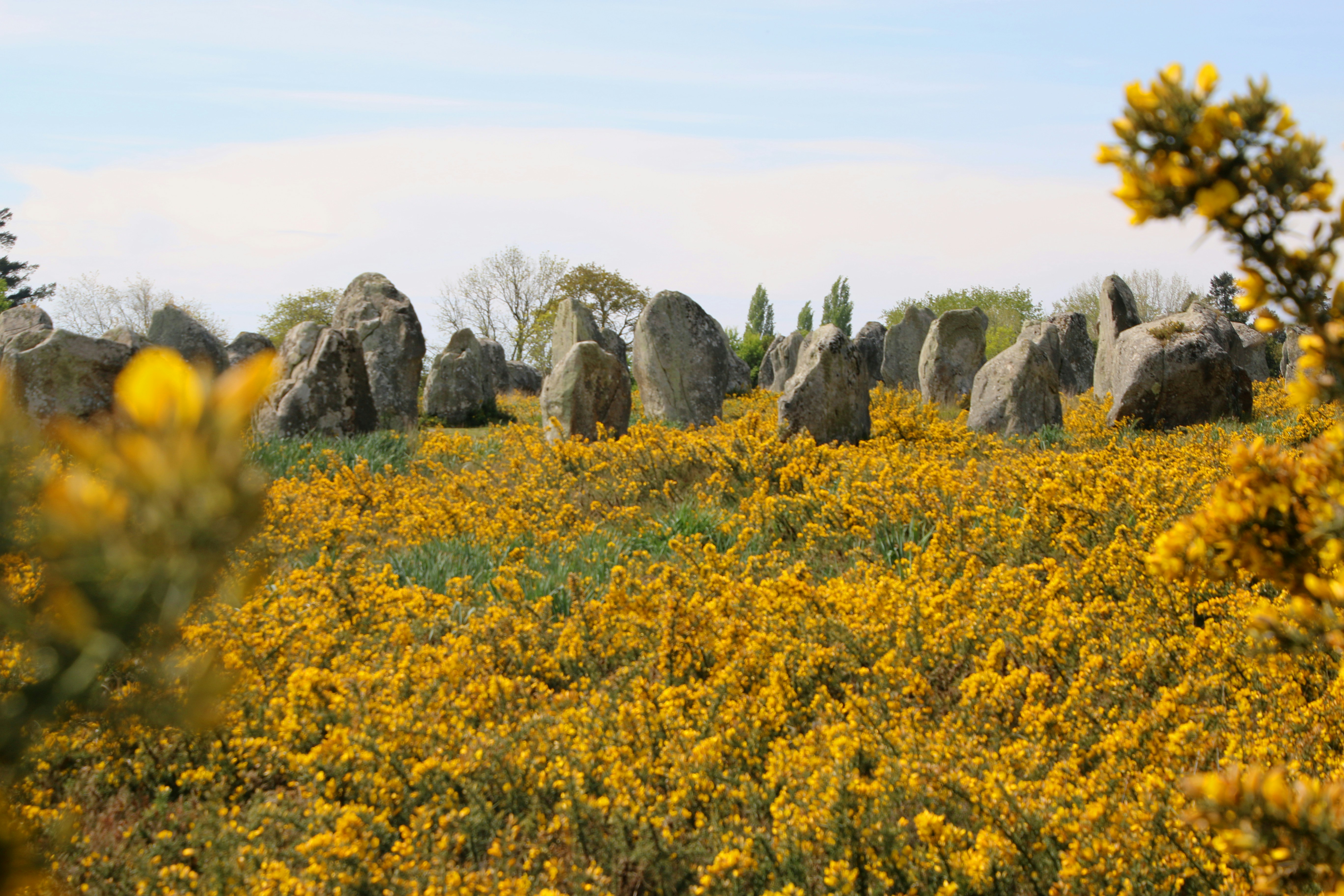 Un campo lleno de flores amarillas y rocas