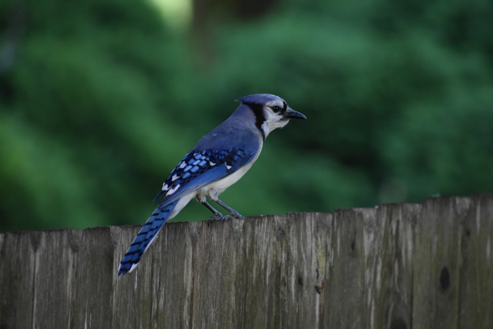 a blue jay perched on a wooden fence