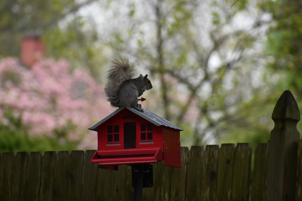 Un écureuil assis au sommet d’une maison d’oiseaux rouges