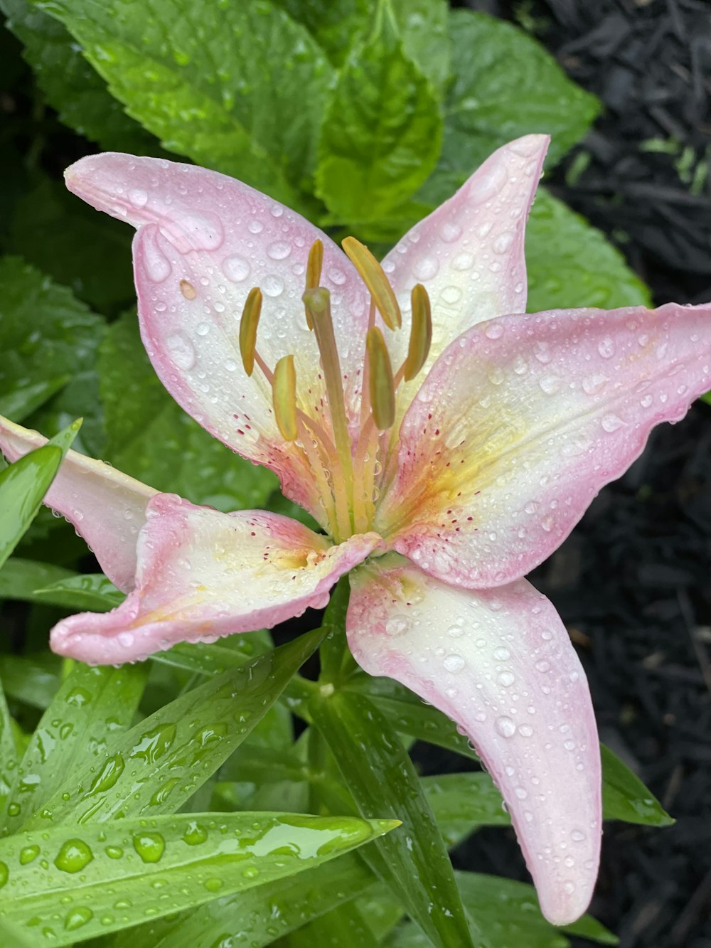 a pink flower with water droplets on it