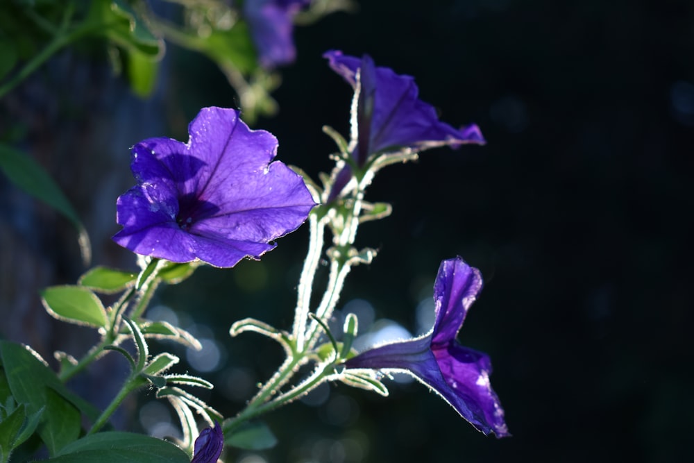 un primo piano di un fiore viola con foglie verdi