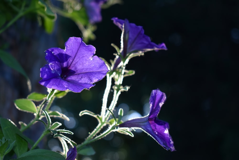 a close up of a purple flower with green leaves