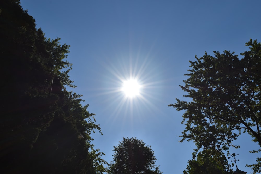 Die Sonne scheint an einem sonnigen Tag hell durch die Bäume