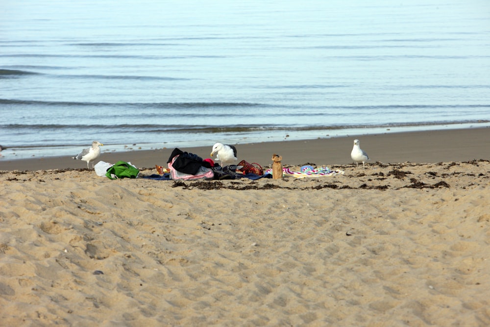 a group of seagulls sitting on a beach next to a body of water