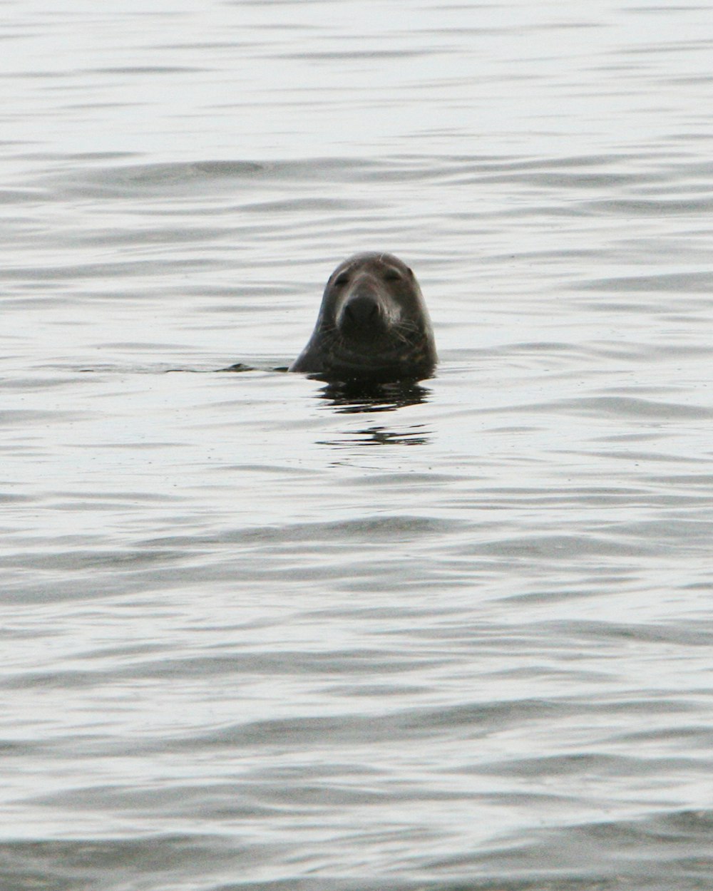 a seal swimming in the water with its head above the water