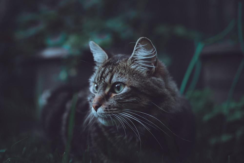 a close up of a cat in the grass