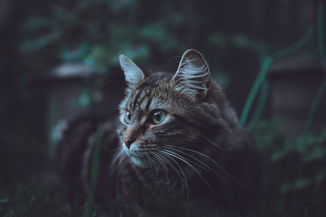 夜の暗がりの中の愛猫のイメージ