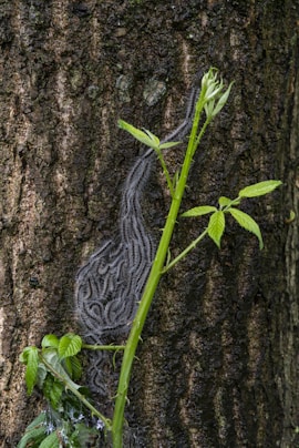 caterpillars bunching