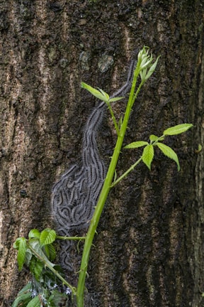 caterpillars bunching