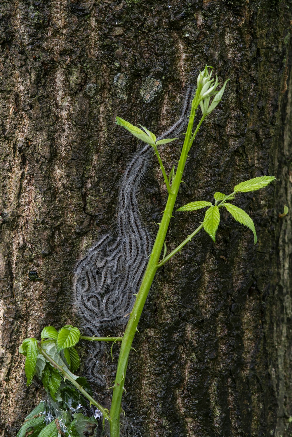 a plant growing out of the bark of a tree