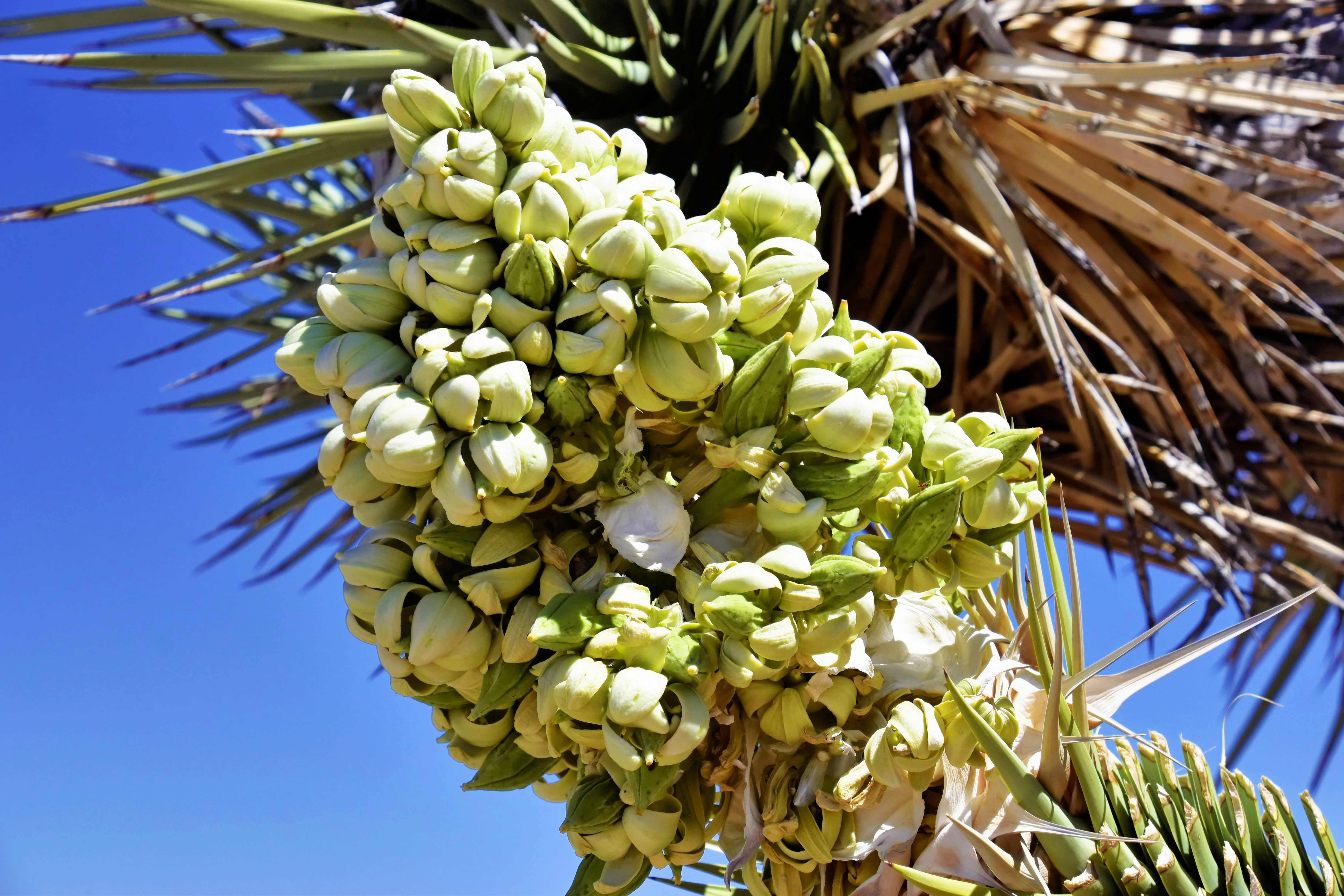 Palm tree flowers