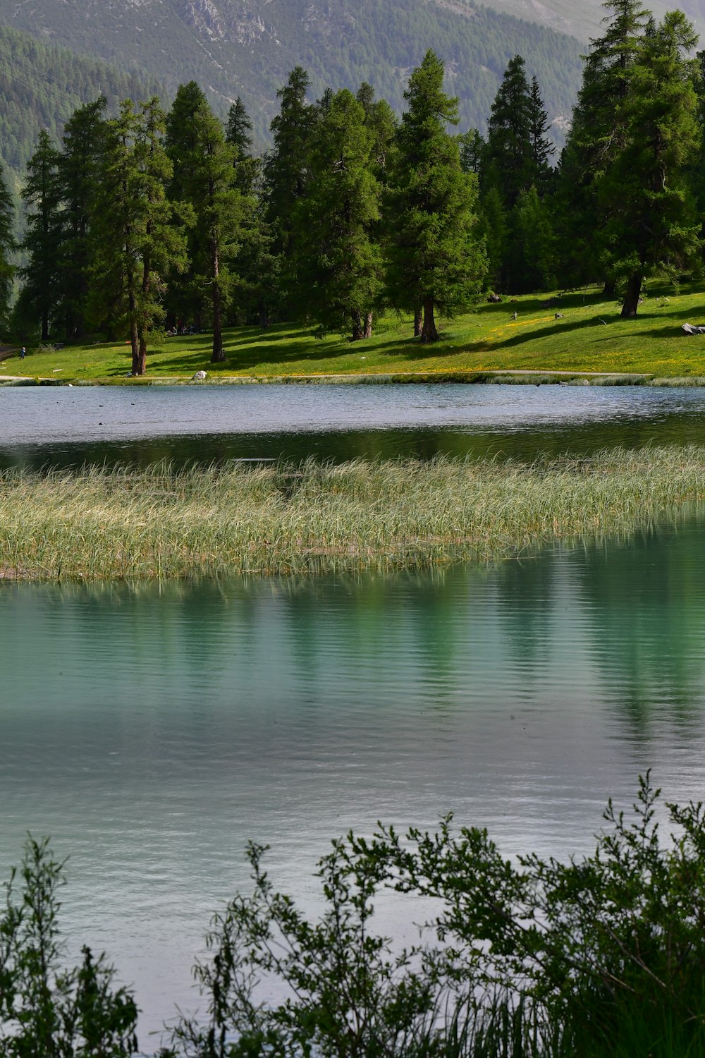 a large body of water surrounded by trees