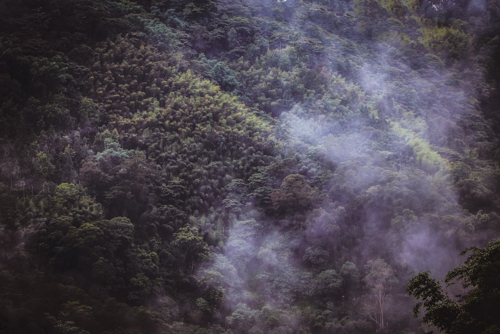 a mountain covered in fog with trees in the background