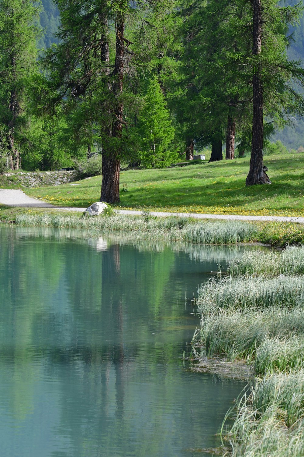 a white swan is swimming in a lake