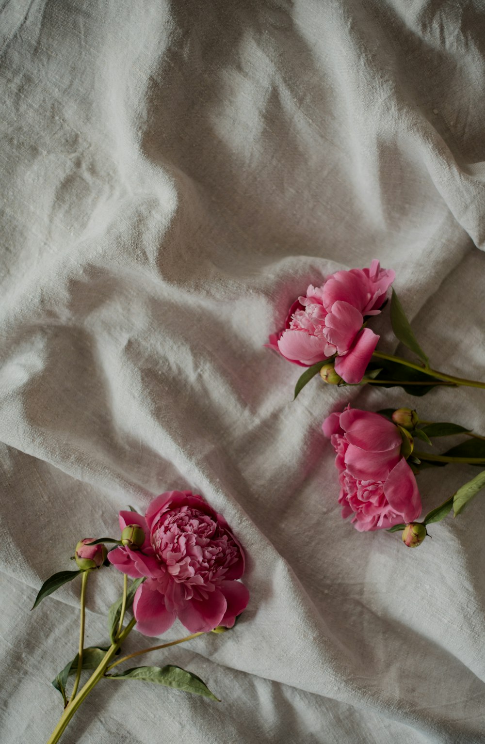 three pink flowers are laying on a white sheet