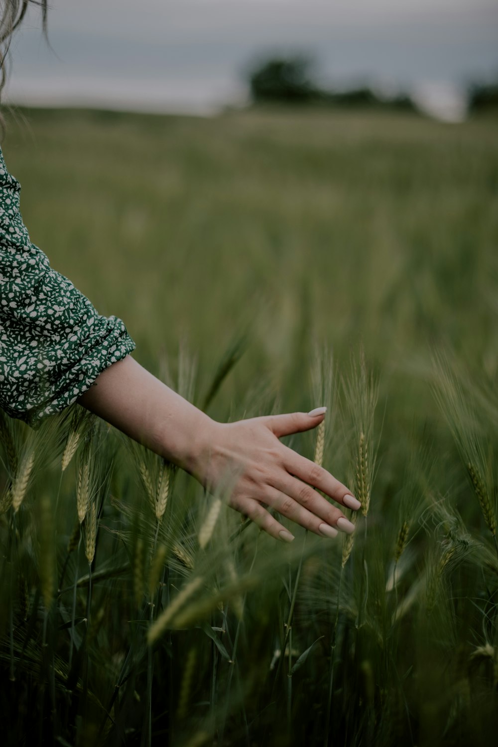 a woman's hand reaching out to a field of wheat