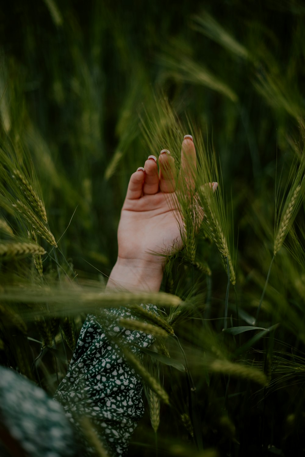 a person's hand in a field of grass