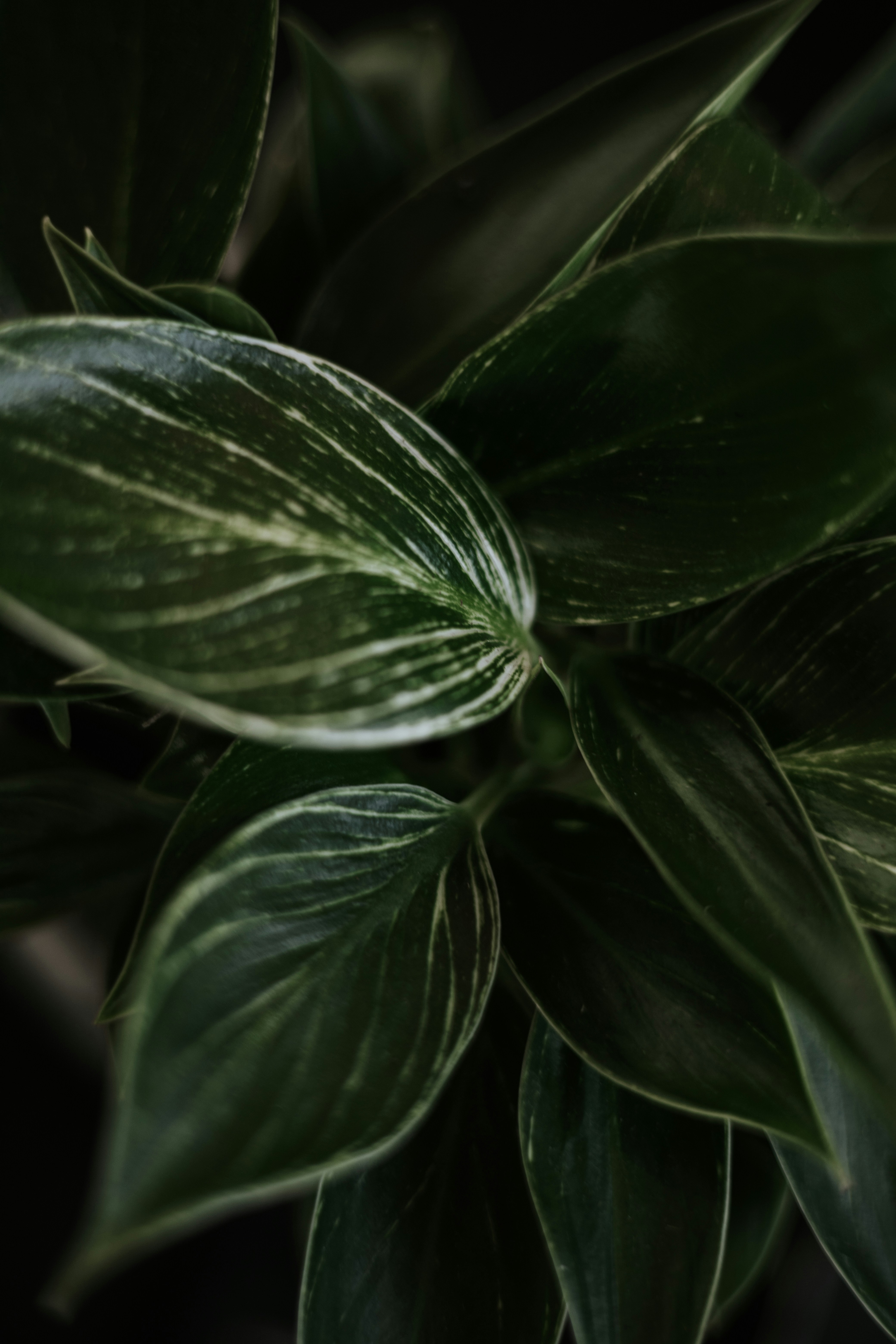 Photo by jeffersonsees