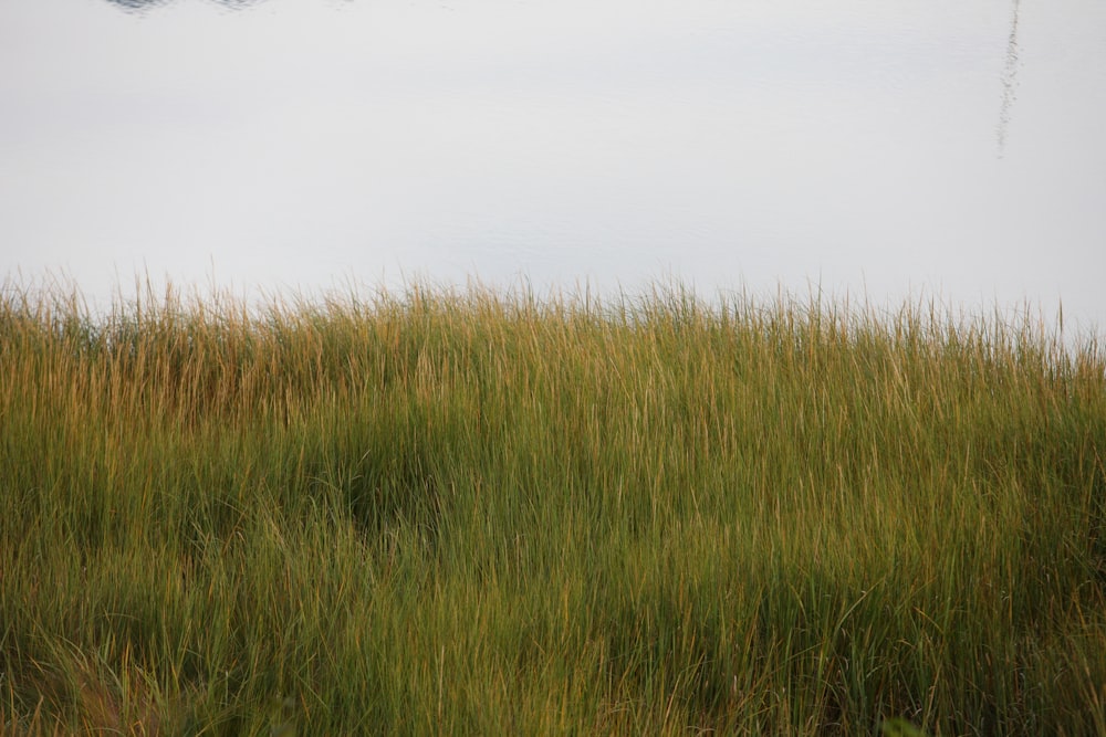 a kite is flying in the sky over a grassy field