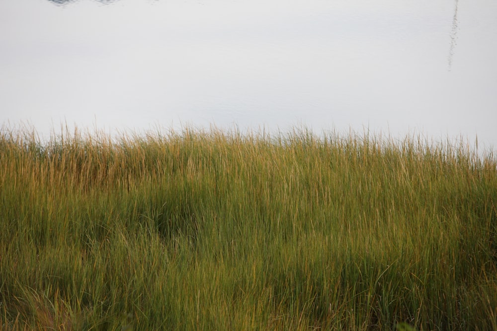 Un cerf-volant vole dans le ciel au-dessus d’un champ herbeux
