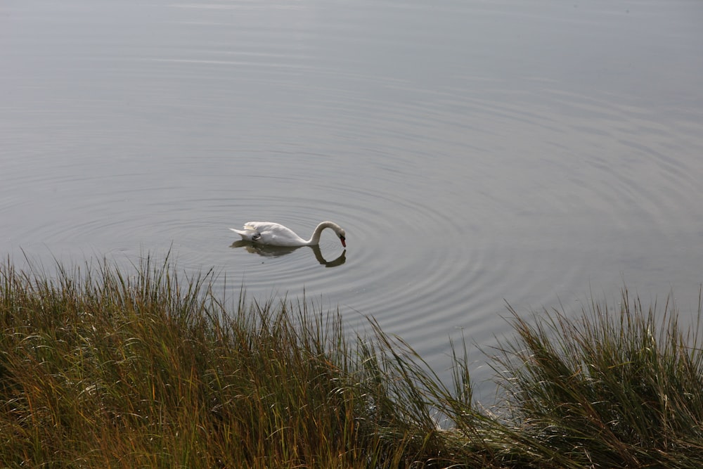 a swan is swimming in the water near tall grass