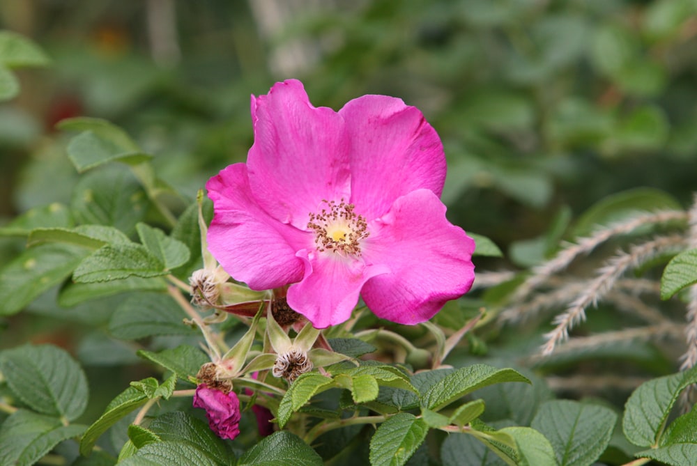 a pink flower with green leaves in the background