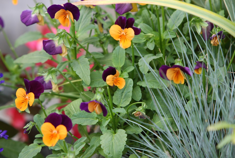 a bunch of flowers that are in a pot