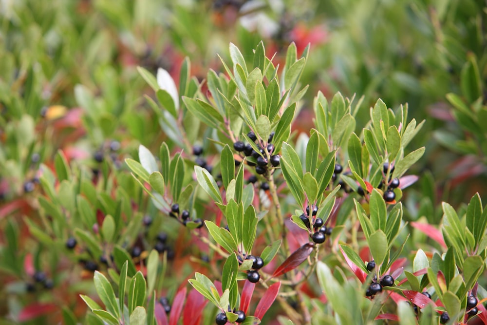 a close up of a bush with berries on it