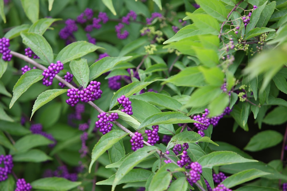 a bush with purple flowers and green leaves