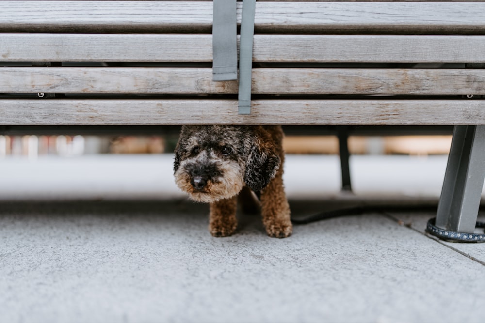 a small dog is hiding under a bench