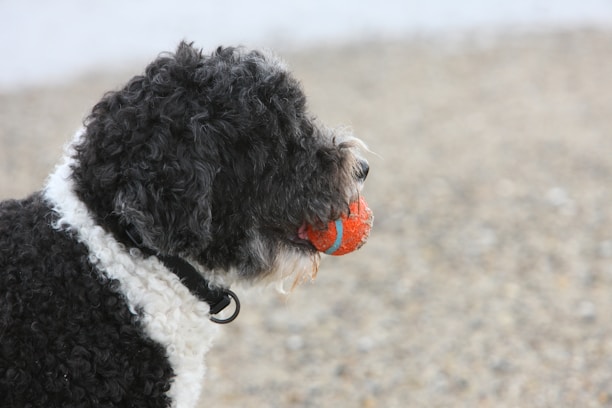 A curly-haired black and white dog holding a bright orange tennis ball in its mouth, standing on a gravelly surface.