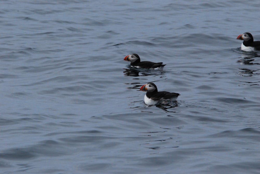 a group of birds floating on top of a body of water