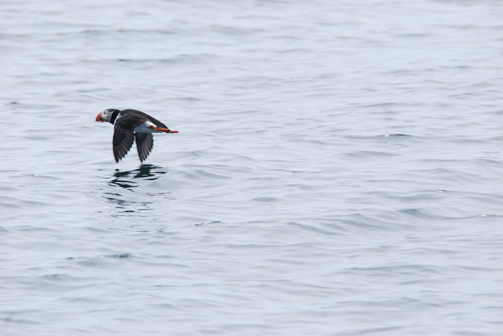 a bird is flying over the water