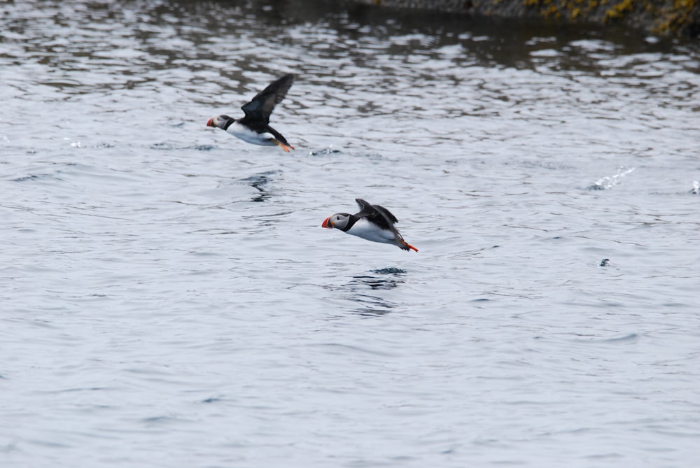 a couple of birds flying over a body of water