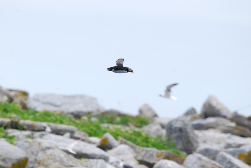 a couple of birds flying over some rocks