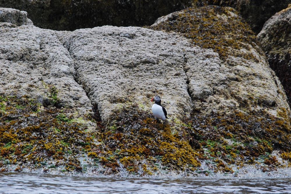 a small bird standing on a rock covered in seaweed