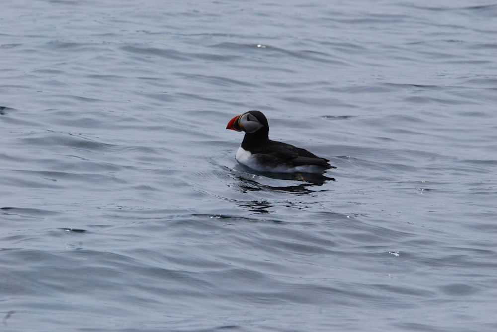 a black and white bird floating on top of a body of water