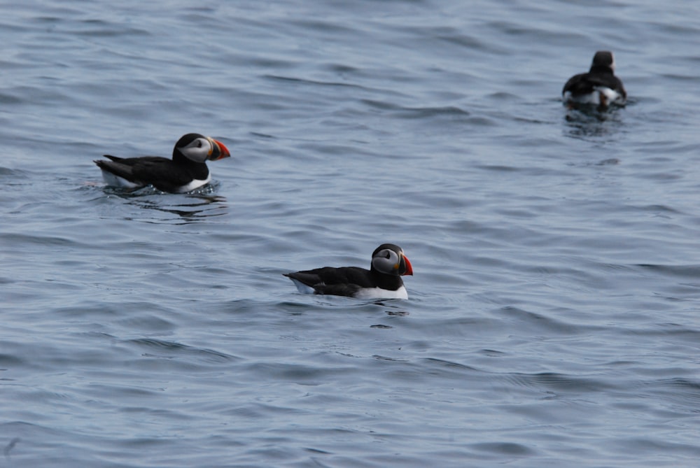 a couple of ducks floating on top of a body of water