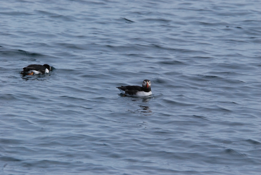 a couple of birds floating on top of a body of water