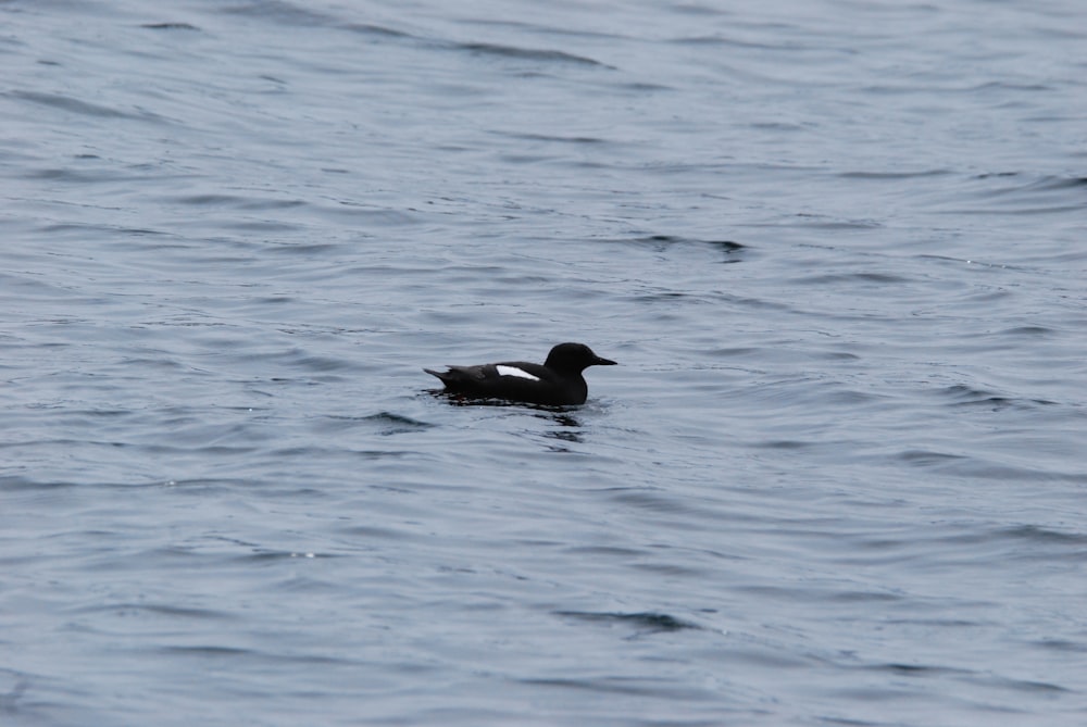 a duck floating on top of a body of water