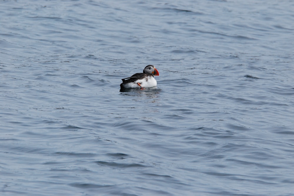 a bird floating on top of a body of water