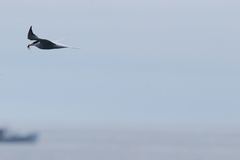 a seagull flying over the ocean with a boat in the background