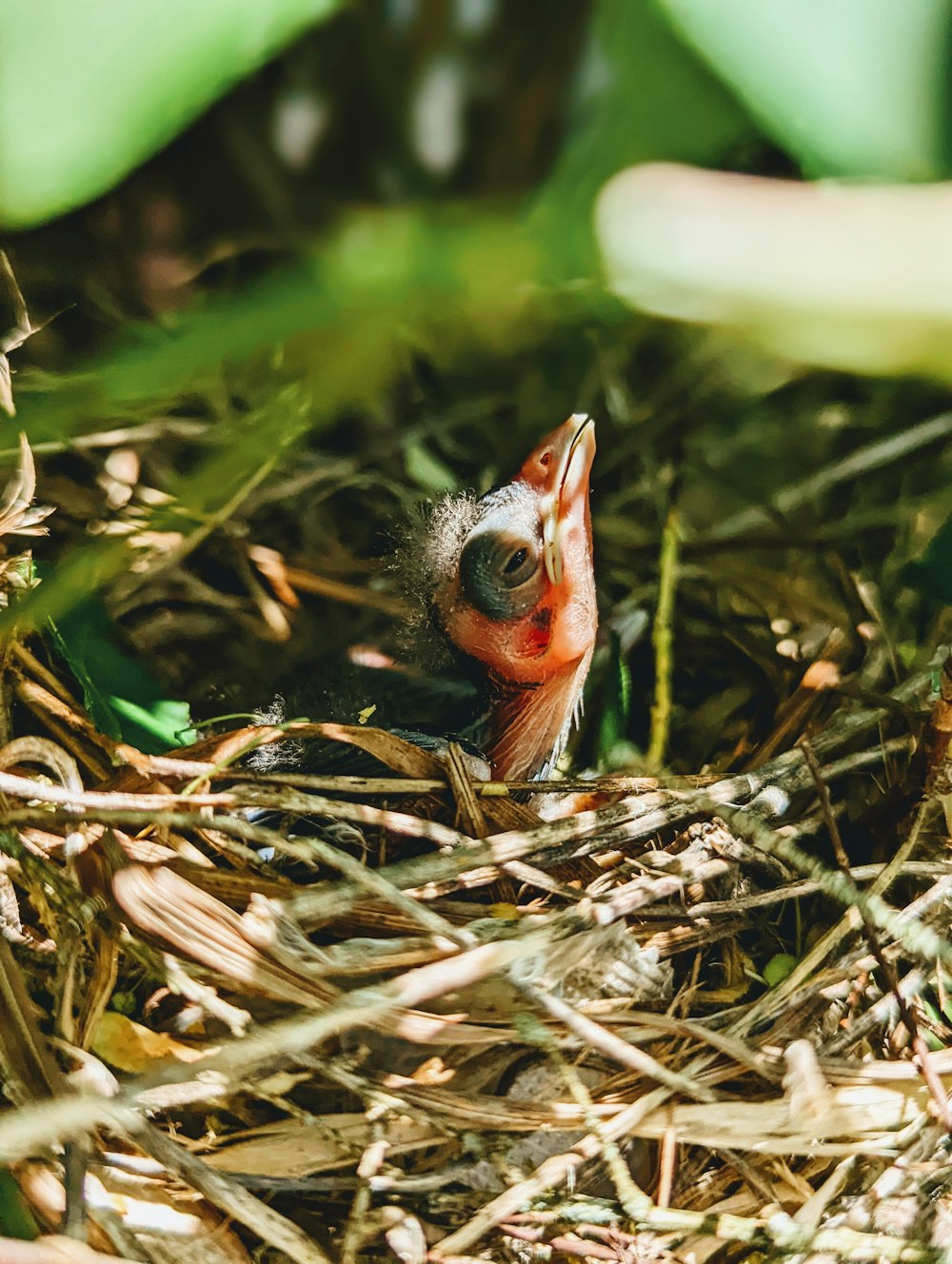 Ein kleiner Vogel sitzt in der Mitte eines Nestes