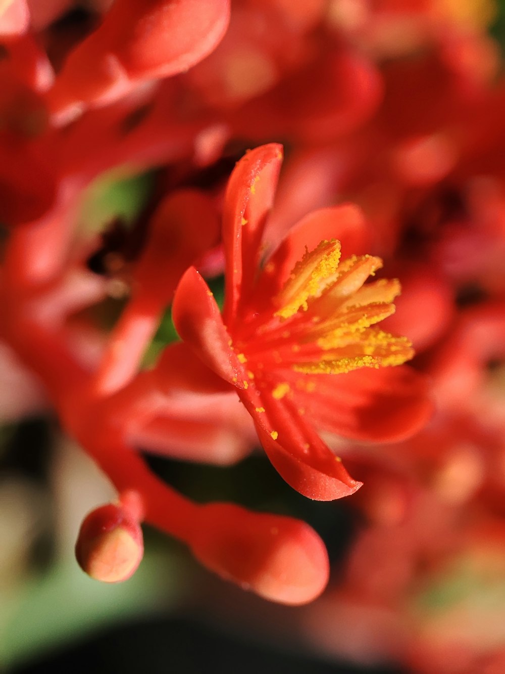 a close up of a red flower with yellow stamen