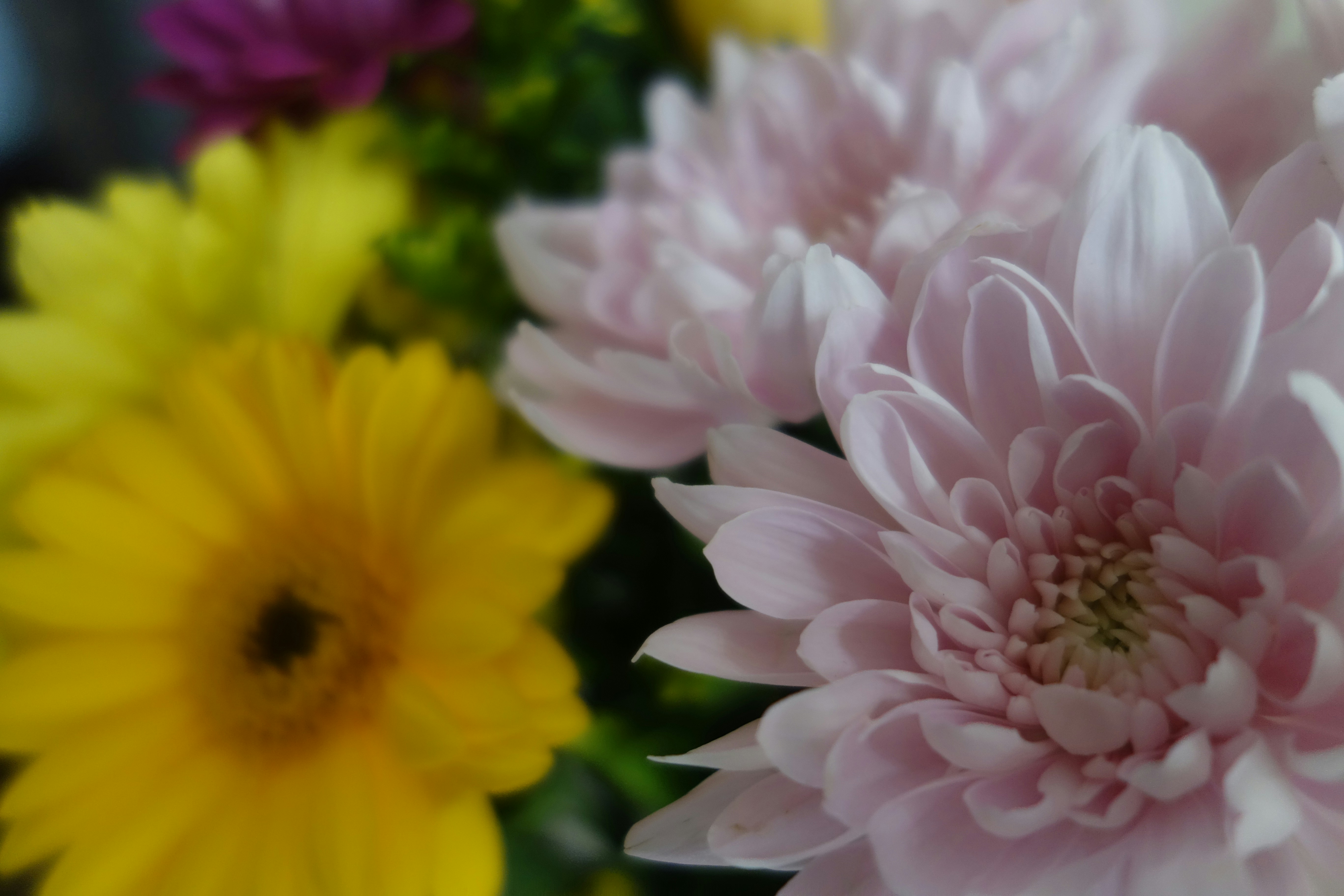 a close up of a bunch of flowers